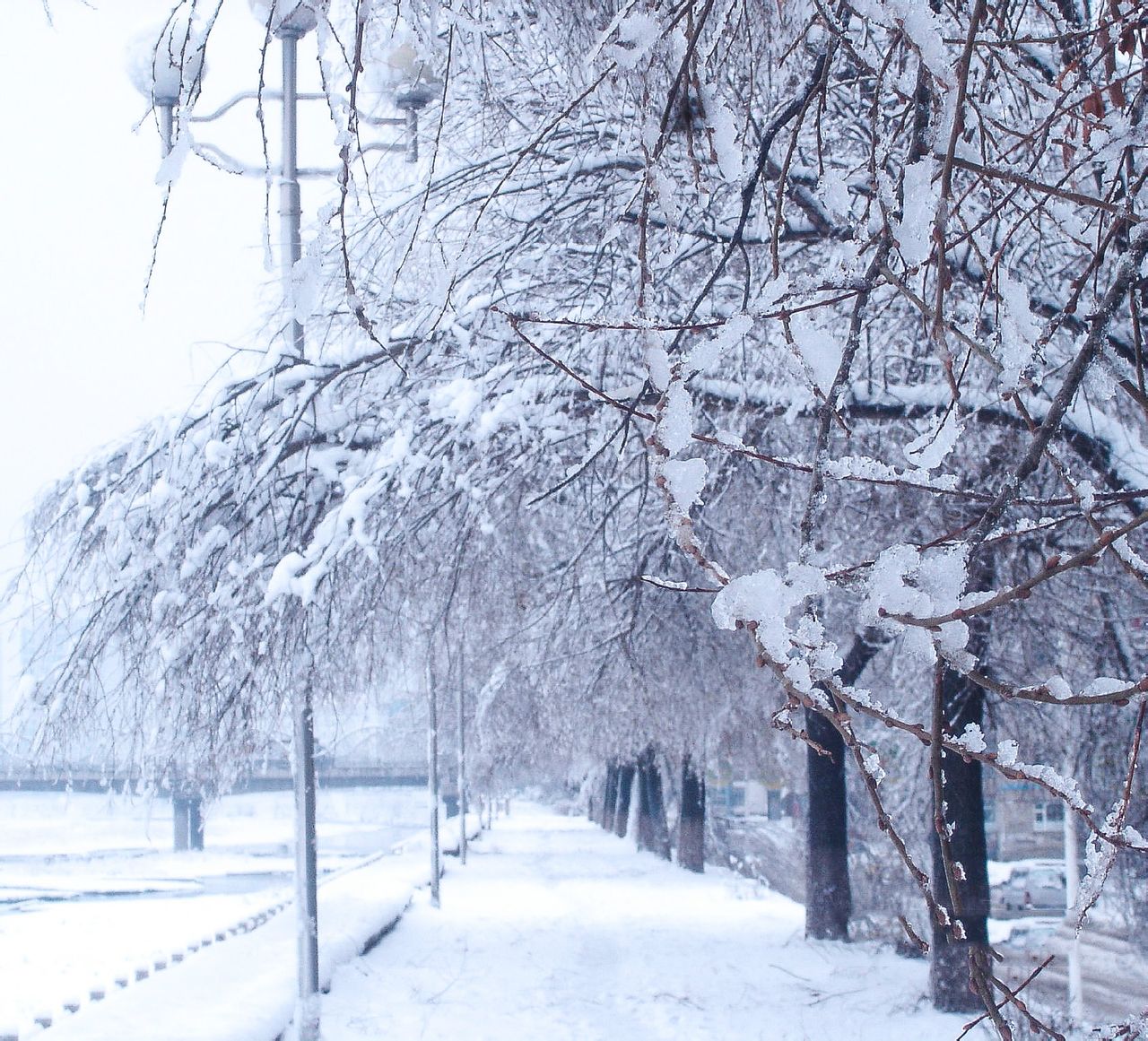 flycat的头像-棉花糖会员站