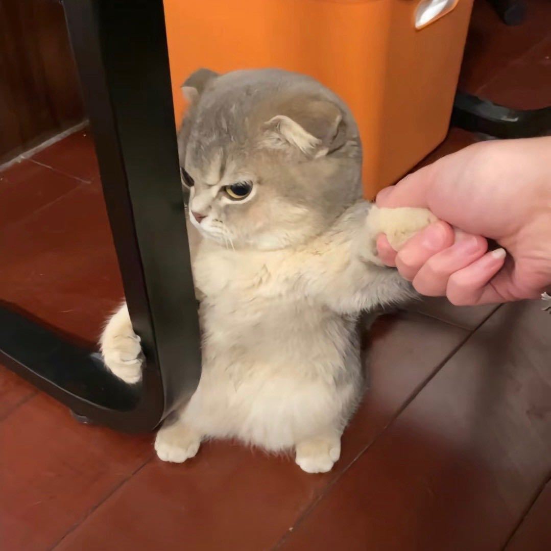 YanC1e的头像-棉花糖会员站